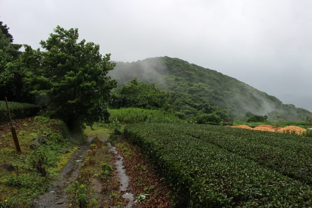 嬉野で聞いた、釜炒り抹茶の話 — 四十三年の目と、三十年ぶりの出来